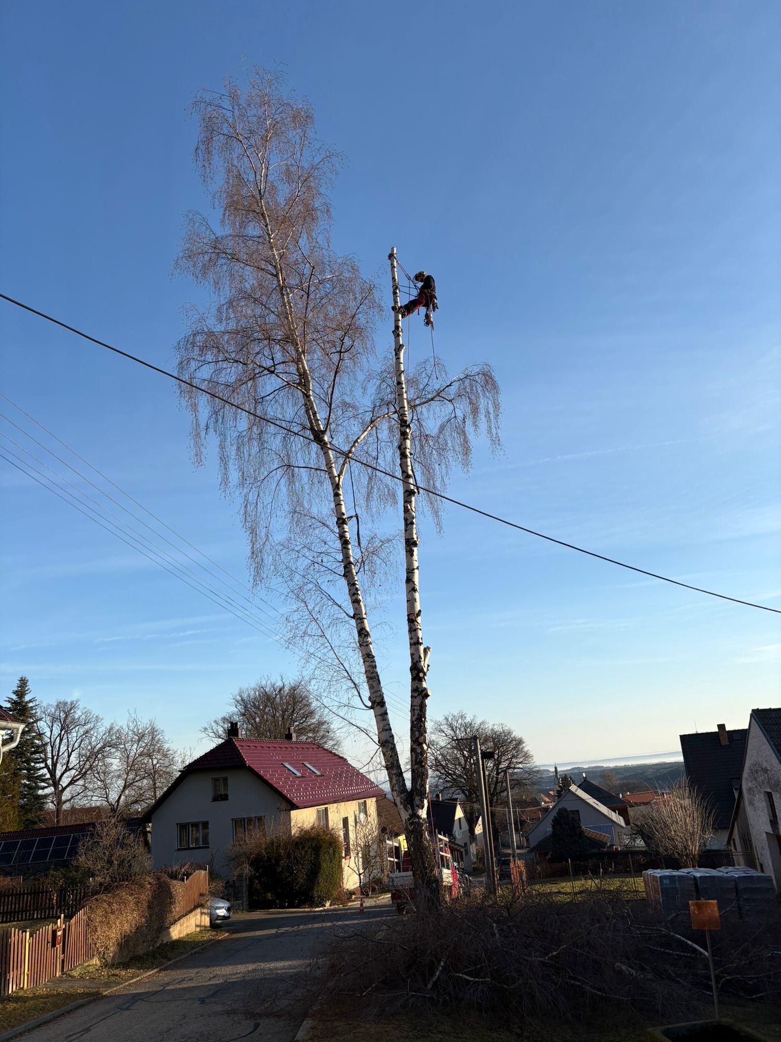 Rizikové kácení břízy a douglasky - Lhenice - foto 3